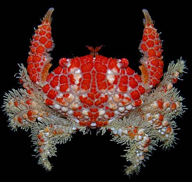 invertibrates