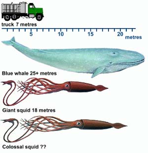 Giant Squid Size Chart