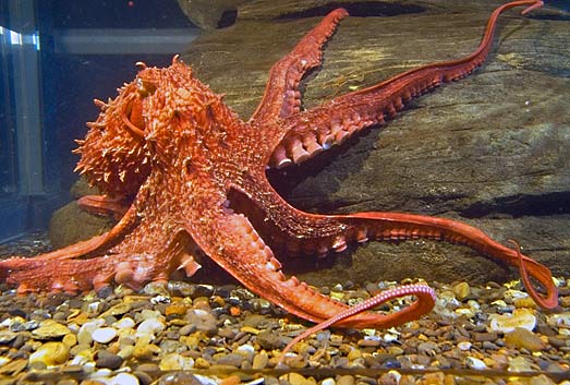 Giant Pacific Octopus - World's Largest Octopus | Animal Pictures and