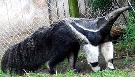 Giant Anteater - Long Snout and Tongue, Bushy Tail | Animal Pictures