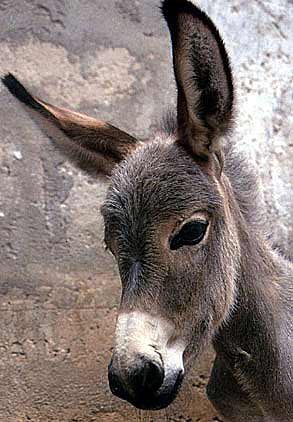 donkey-face-1.jpg