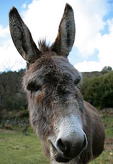 Donkeys - Wild Asses - The Noble Beast | Animal Pictures ...