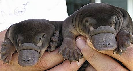 baby-platypus.jpg