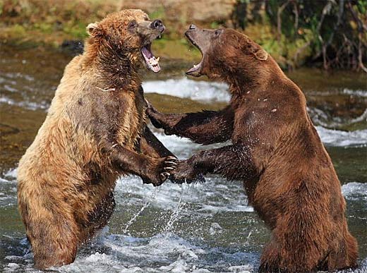 Bear Happy Hour!