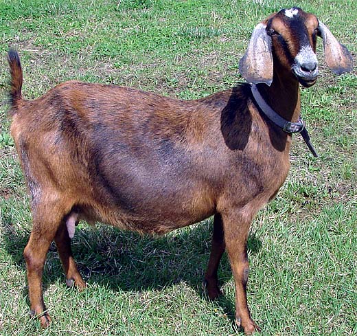 Nubian Goat - Gentle Giant of the Goats.