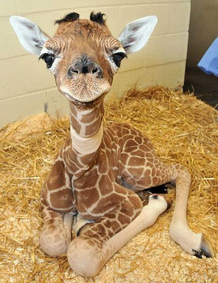 baby-giraffe.jpg