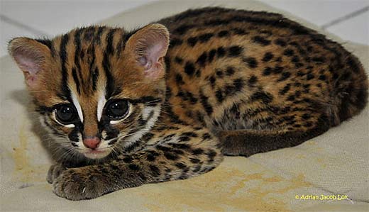 Leopard Cat Small Asian Wildcat Animal Pictures and Facts