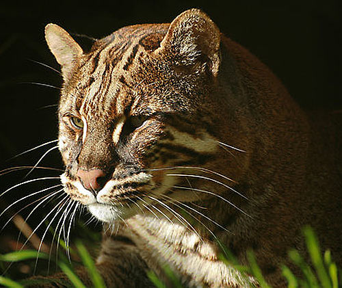 Asian Golden Cat - Widespread but Threatened Southeast ...