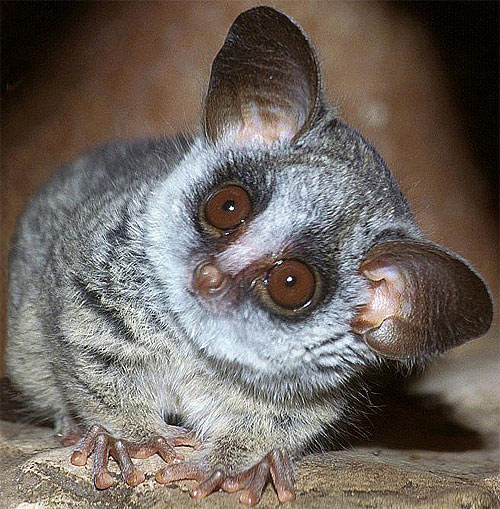 Galago - Bush Baby, Tiny African Primate | Animal Pictures ...