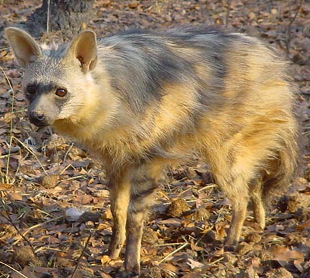 aardwolf eating termite termites den dweller animal factzoo burrow shy