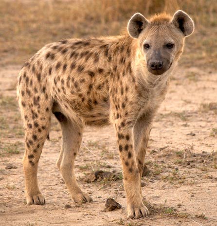 Hyena Pictures