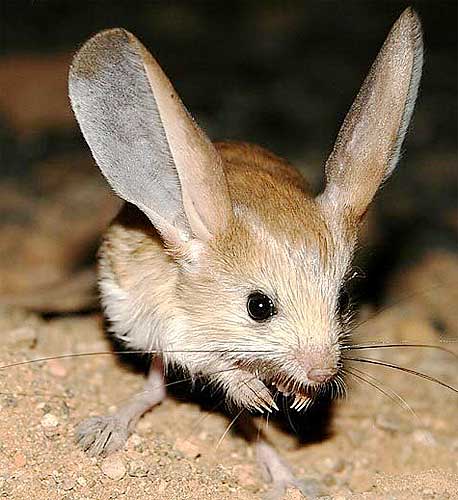 Jerboas Long legged Hopping Desert Rodents Animal Pictures And Jerboas Long legged Hopping Desert Rodents Animal Pictures And