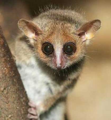 fuzzy animals with big eyes