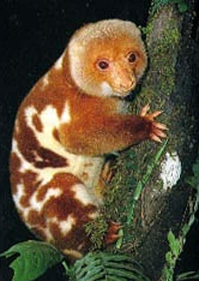 Spotted Cuscus Colorful Shy Marsupial Animal Pictures And Facts Factzoo Com
