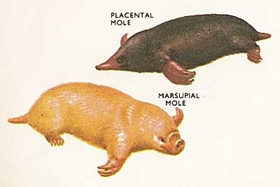 southern marsupial mole