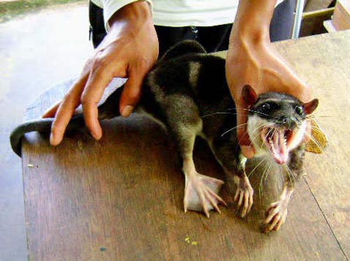 cat webbed feet cat webbed feet