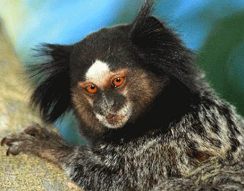 weids marmoset orange eyes