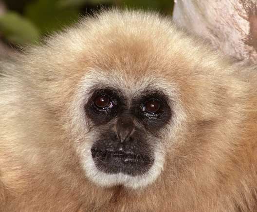gibbon face
