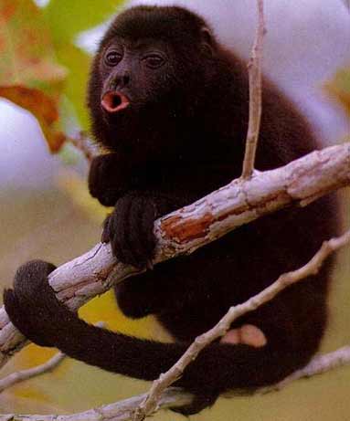 Types of Monkeys | Animal Pictures and Facts | FactZoo.com