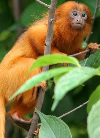 lion tamarin