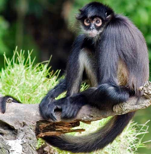 Types Of Monkeys Animal Pictures And Facts Factzoo Com