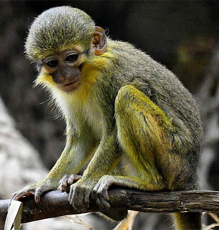 Smallest Animals