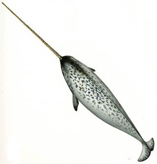 Narwhal - Unicorn of the Sea | Animal Pictures and Facts | FactZoo.com