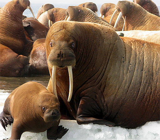 Walrus - Some Really Long Tusks for a Blubbery Beast | Animal Pictures and  Facts 