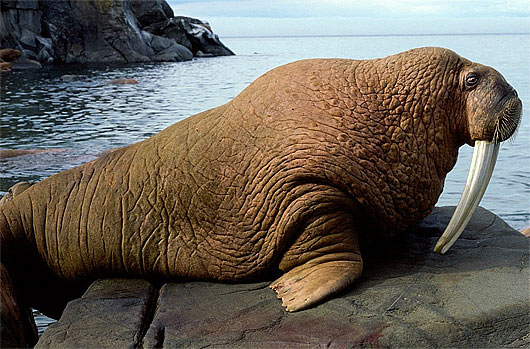 Walrus - Some Really Long Tusks for a Blubbery Beast | Animal Pictures and  Facts 