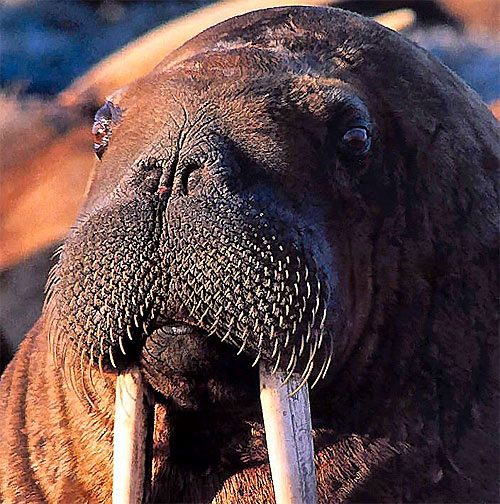 walrus whiskers