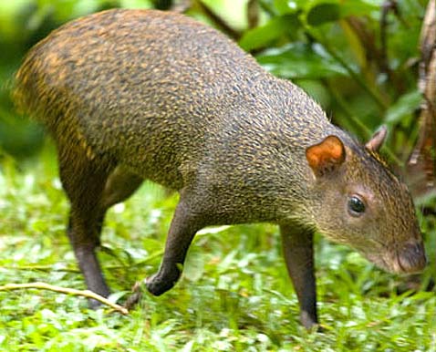 Agouti - South American Forest Rodent | Animal Pictures ...