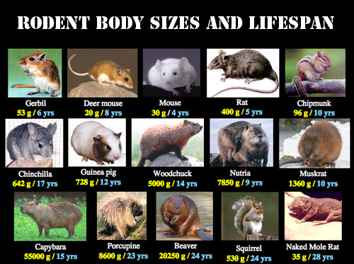 Rodent Identification Chart