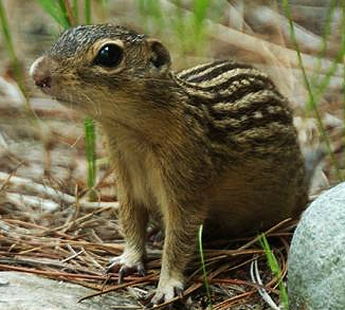 ThirteenLined Ground Squirrel  Animal Pictures and Facts  FactZoo.com