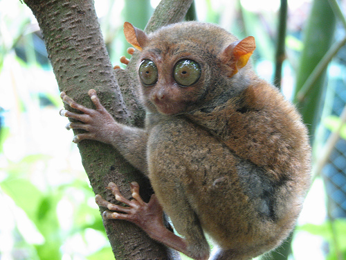 https://www.factzoo.com/sites/all/img/mammals/tarsier.jpg