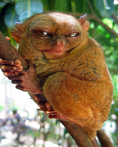 squinting-tarsier.jpg