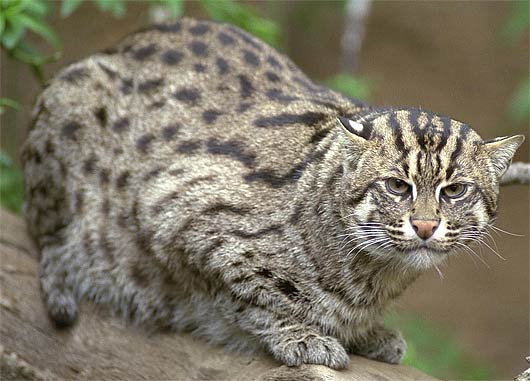 Bobcat North American Wildcat Animal Pictures And Facts Factzoo Com