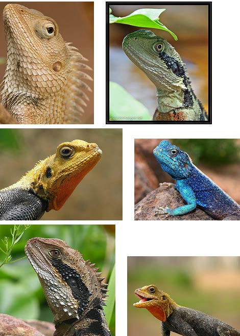 Types Of Lizards Animal Pictures And Facts
