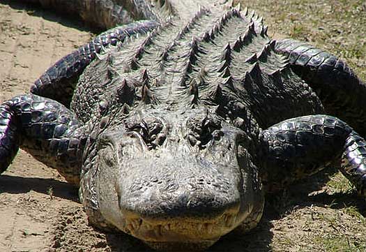 Alligator Pictures