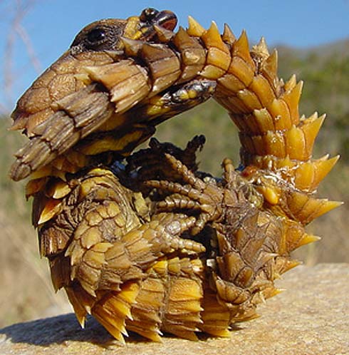 armadillo girdled lizard habitat