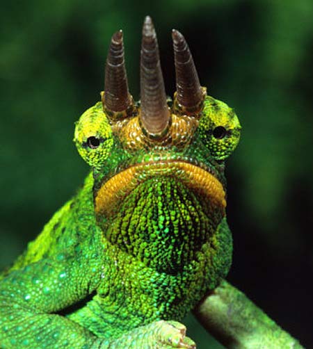 Jackson's Chameleon - The Lizard that Has It All | Animal ...