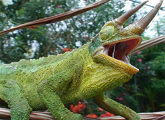 three horn dino