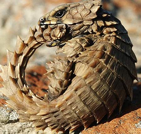 the golden armadillo lizard the golden armadillo lizard