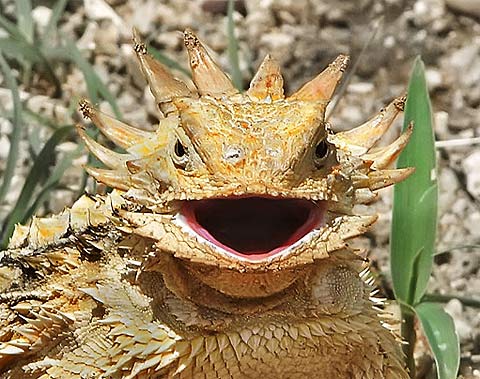 reptile species