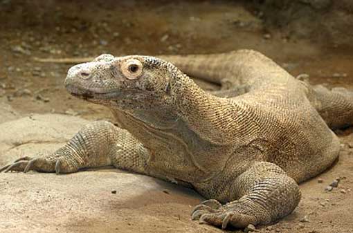 large domestic lizards