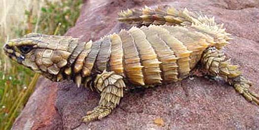 armadillo lizard habitat