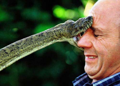 Symptoms Of A Snake Bite