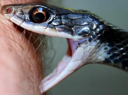 Snake Bite Ouch! | Animal Pictures and Facts | FactZoo.com