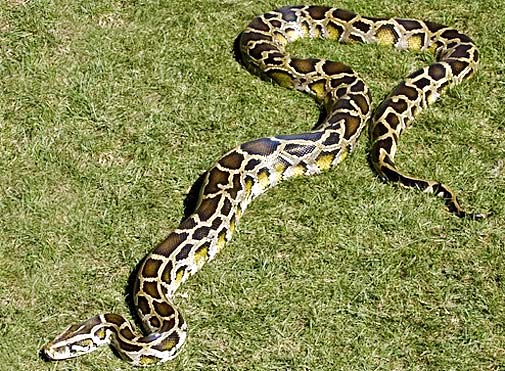 [Image: large-burmese-python.jpg]