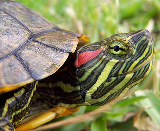 Red-Eared Slider - Popular Turtle Pet | Animal Pictures ...