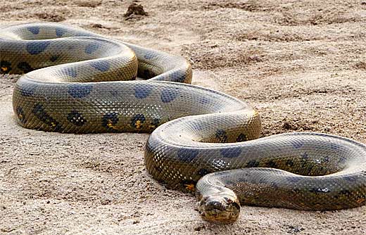 Anaconda Water Boa Largest Snake In The World Animal